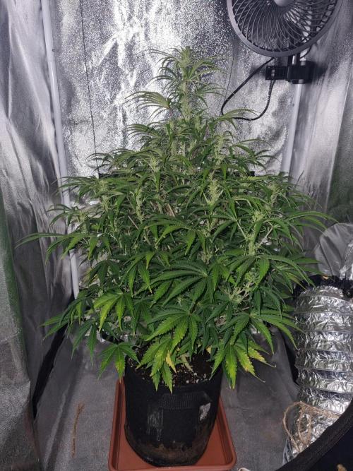Mango Kush Auto #15 #1. Week 9 - Day 59