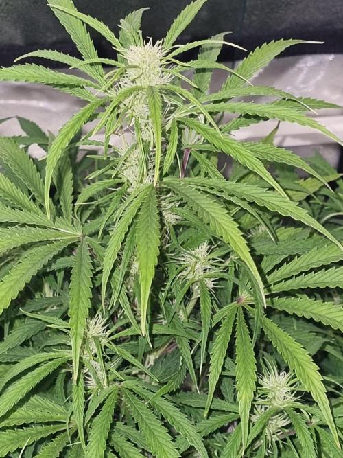 Mango Kush Auto #15 #1. Week 9 - Day 59
