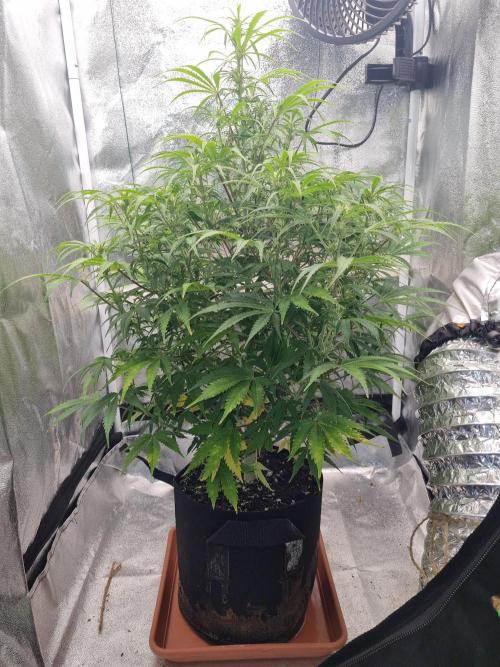 Mango Kush Auto #15 #1. Week 9 - Day 59