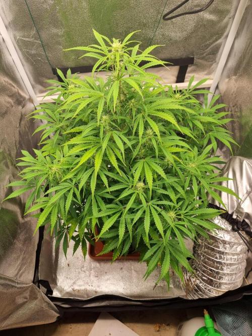 Mango Kush Auto #15 #1. Week 9 - Day 59