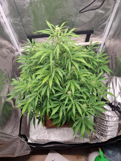Mango Kush Auto #15 #1. Week 9 - Day 59