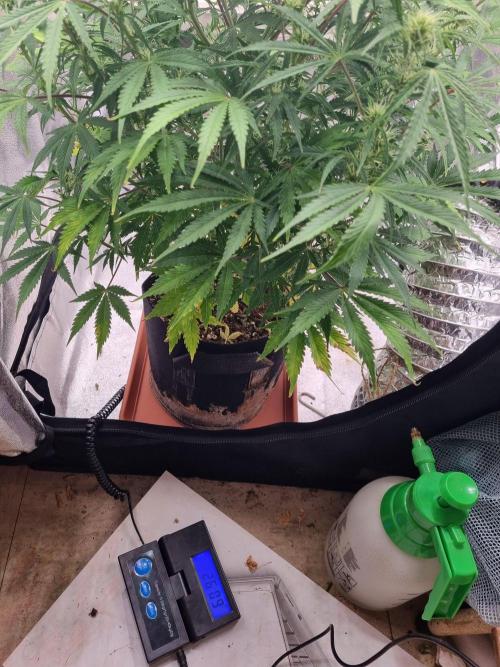 Mango Kush Auto #15 #1. Week 9 - Day 61 thats a perfect dry :) and still looks well .