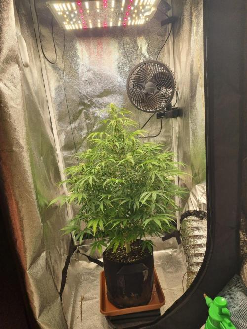 Mango Kush Auto #15 #1. Week 9 - Day 61
