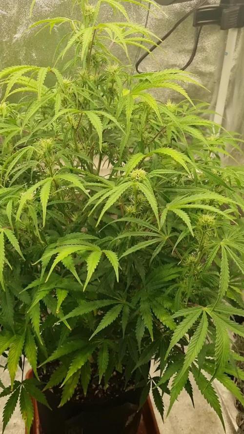 Mango Kush Auto #15 #1