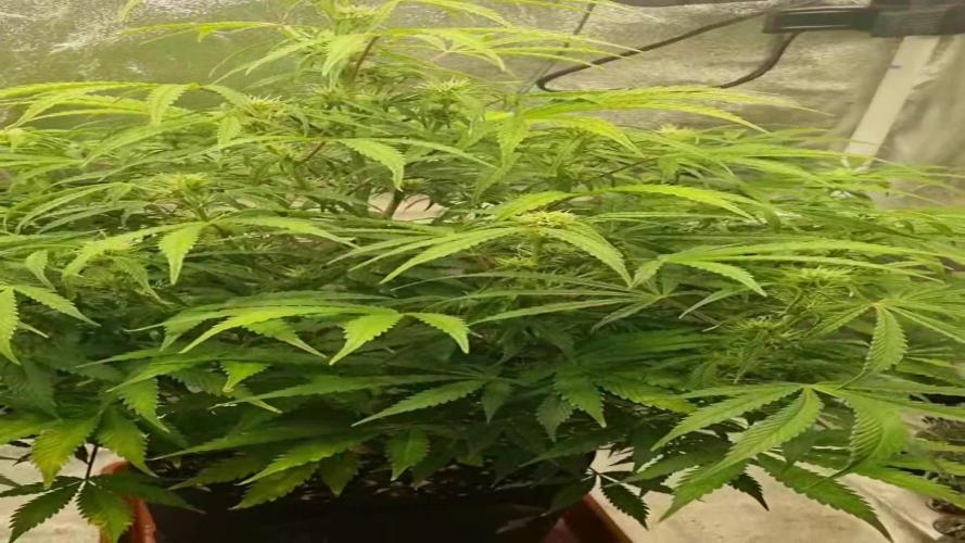 Mango Kush Auto #15 #1