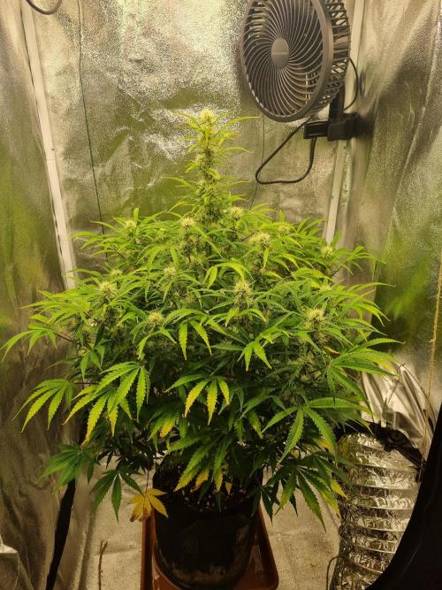 Mango Kush Auto #15 #1. Week 10 - Day 71