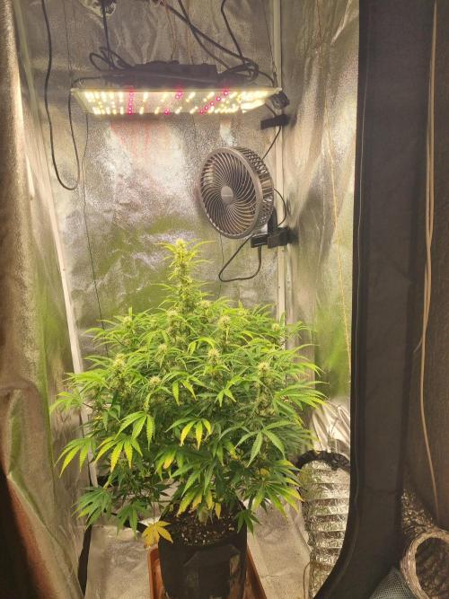 Mango Kush Auto #15 #1. Week 10 - Day 71