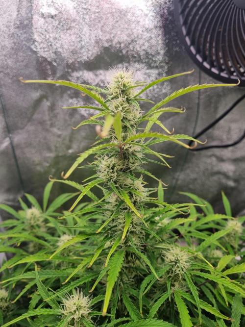 Mango Kush Auto #15 #1. Week 10 - Day 71