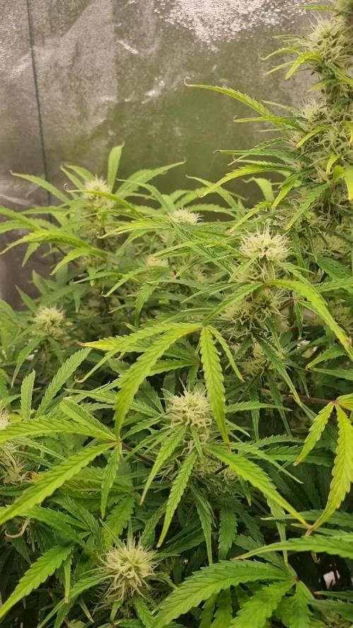 Mango Kush Auto #15 #1