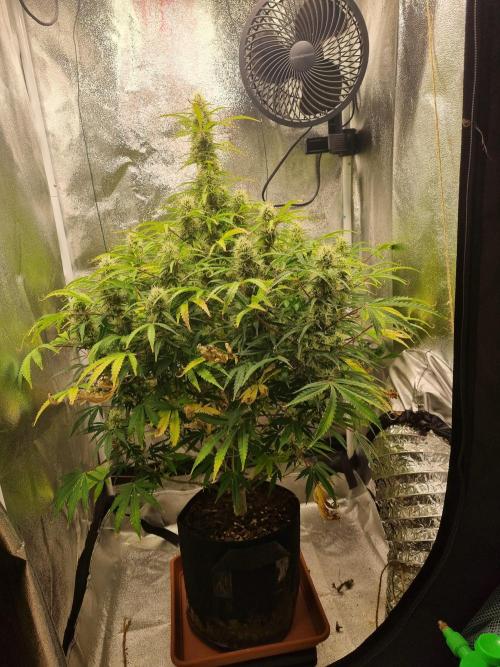 Mango Kush Auto #15 #1. Week 11 - Day 81