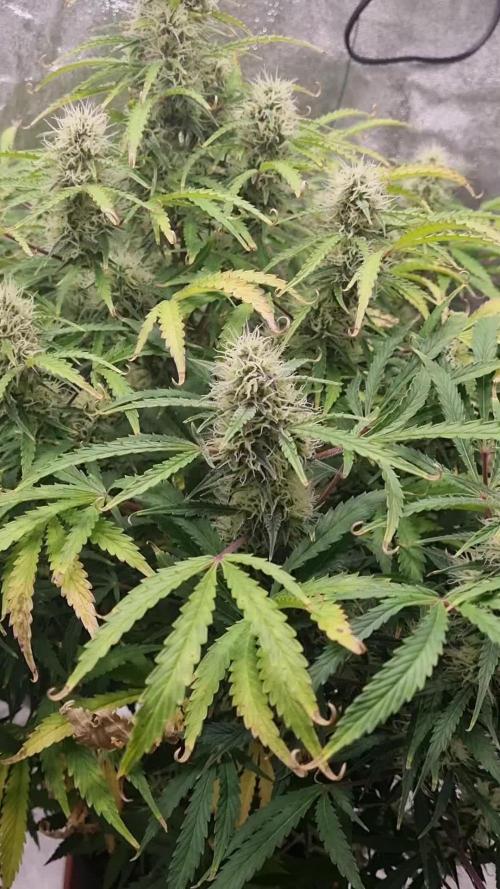 Mango Kush Auto #15 #1