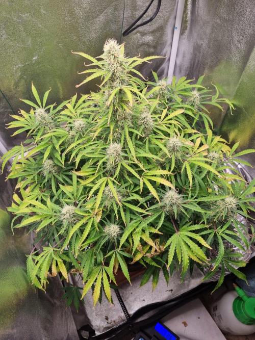 Mango Kush Auto #15 #1. Week 11 - Day 81