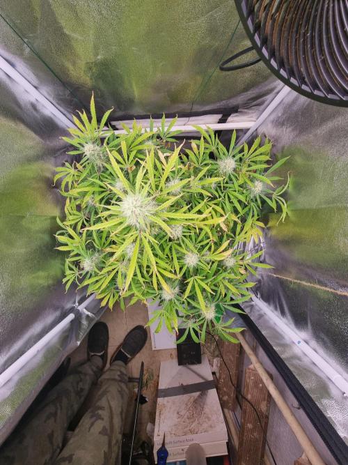 Mango Kush Automatic. Week 11