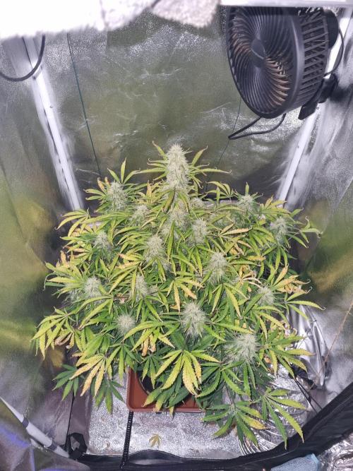 Mango Kush Auto #15 #1. Week 12