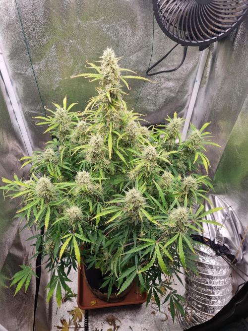 Mango Kush Auto #15 #1. Week 12 - Day 84 defoliated
