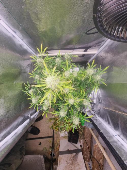 Mango Kush Auto #15 #1. Week 12 - Day 84 defoliated