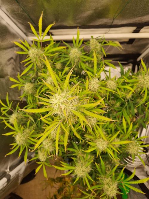 Mango Kush Auto #15 #1. Week 12 - Day 84 defoliated