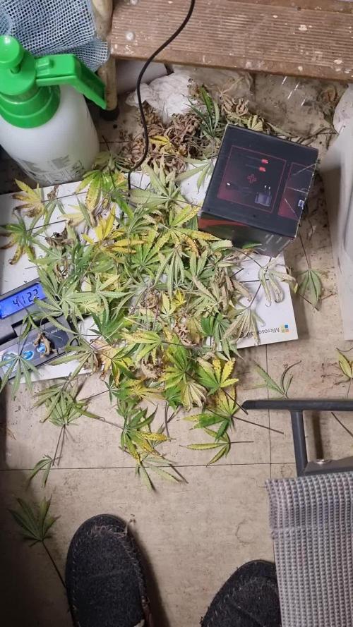 Mango Kush Auto #15 #1