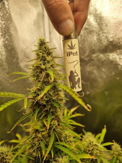 Mango Kush Auto #15 #1. Week 13 - Day 89