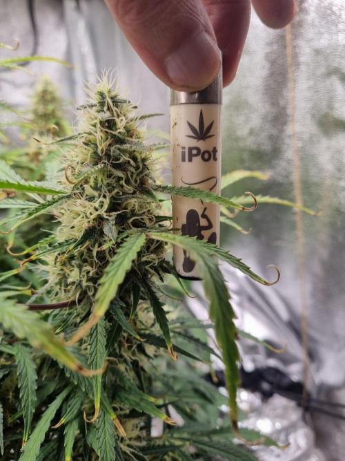 Mango Kush Auto #15 #1. Week 13 - Day 89