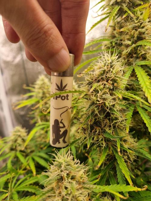 Mango Kush Auto #15 #1. Week 13 - Day 89