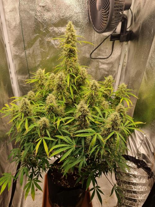 Mango Kush Auto #15 #1. Week 13 - Day 89