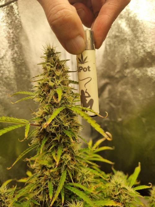 Mango Kush Auto #15 #1. Week 13 - Day 89