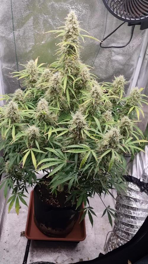 Mango Kush Auto #15 #1