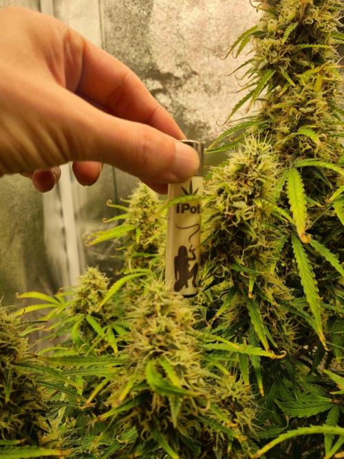 Mango Kush Auto #15 #1. Week 14 - Day 92