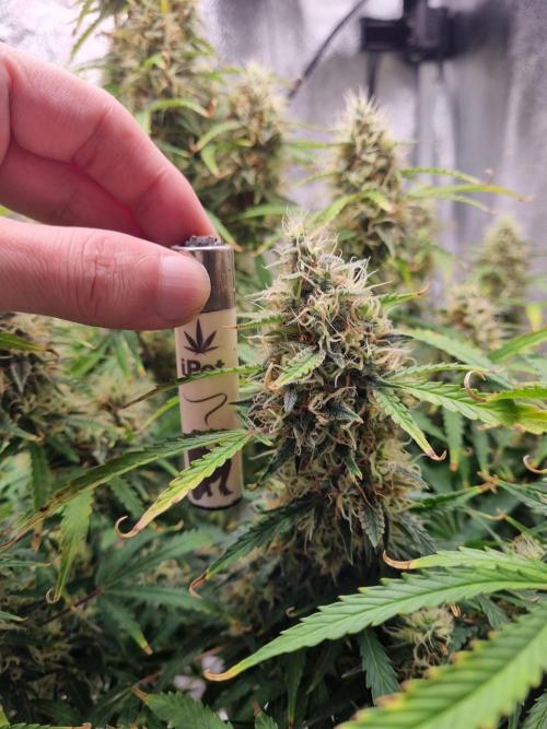 Mango Kush Auto #15 #1. Week 14 - Day 92