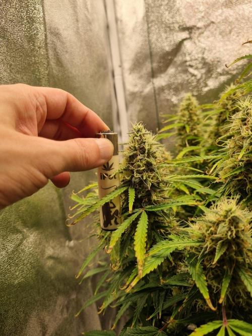 Mango Kush Auto #15 #1. Week 14 - Day 92