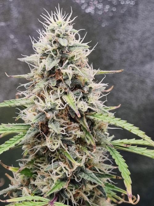 Mango Kush Auto #15 #1. Week 14 - Day 92