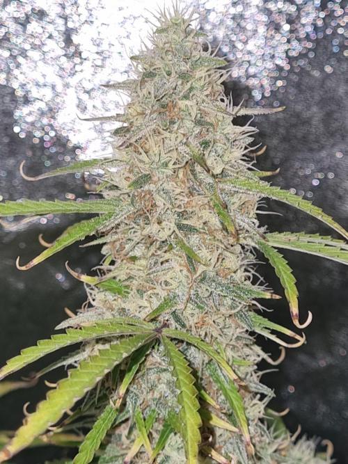 Mango Kush Auto #15 #1. Week 14 - Day 92