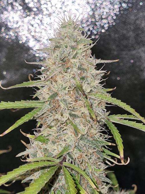 Mango Kush Auto #15 #1. Week 14 - Day 92