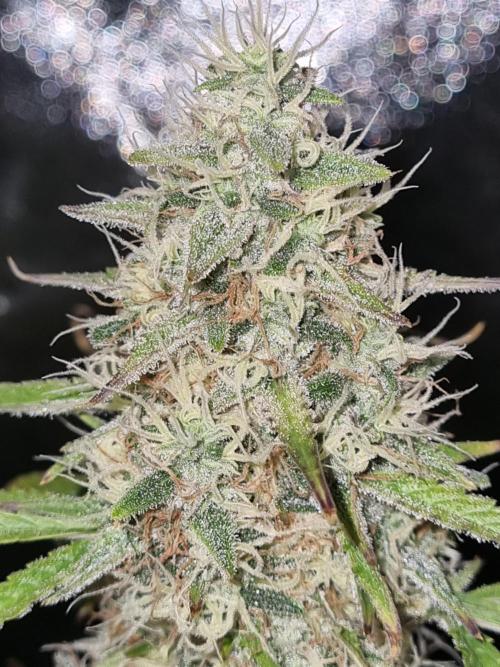 Mango Kush Auto #15 #1. Week 14 - Day 92