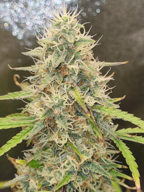Mango Kush Auto #15 #1. Week 14 - Day 92