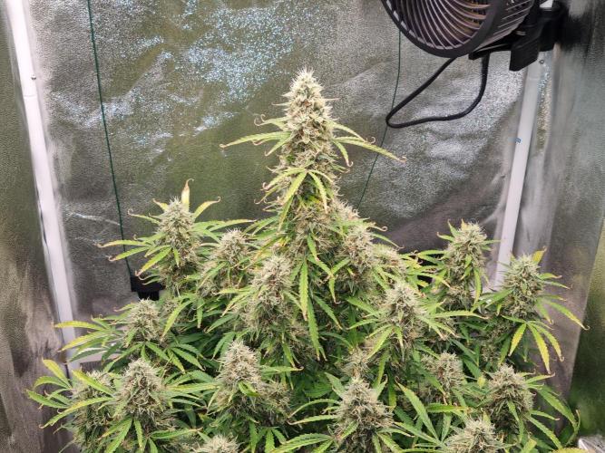 Mango Kush Auto #15 #1. Week 14 - Day 92