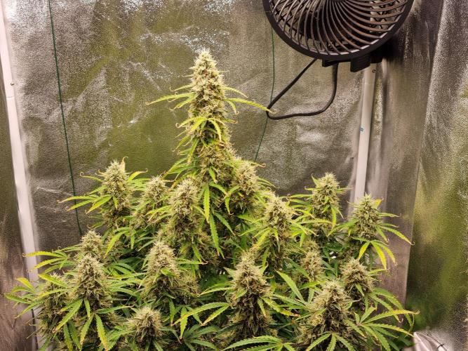 Mango Kush Auto #15 #1. Week 14 - Day 92