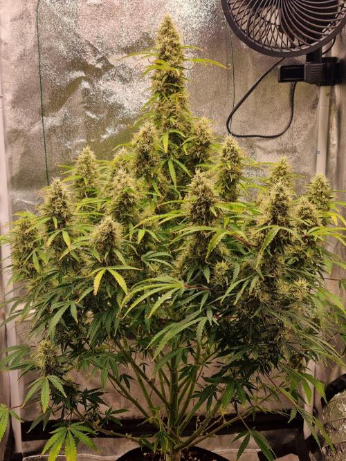Mango Kush Auto #15 #1. Week 14 - Day 92
