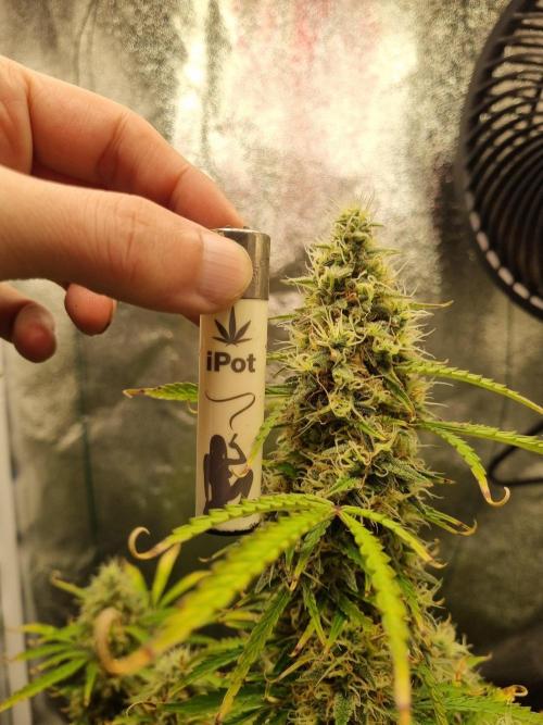 Mango Kush Auto #15 #1. Week 14 - Day 92