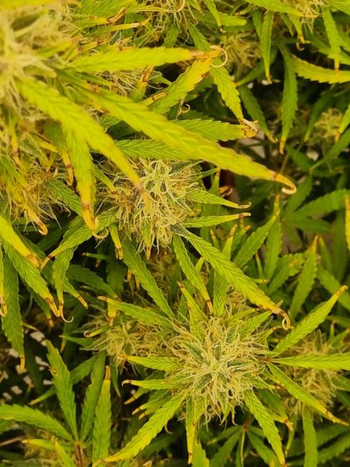 Mango Kush Auto #15 #1. Week 14 - Day 92
