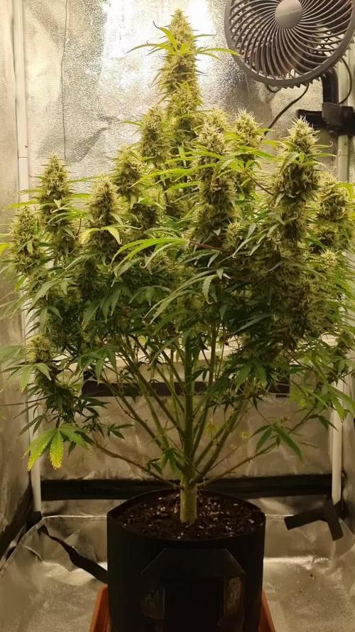 Mango Kush Auto #15 #1