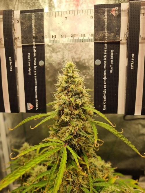 Mango Kush Auto #15 #1. Week 14