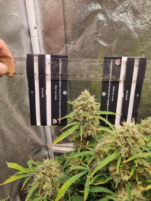 Mango Kush Auto #15 #1. Week 14