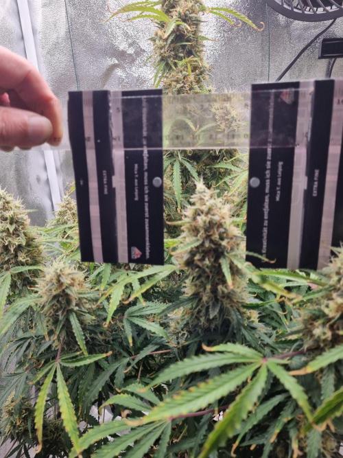 Mango Kush Auto #15 #1. Week 14