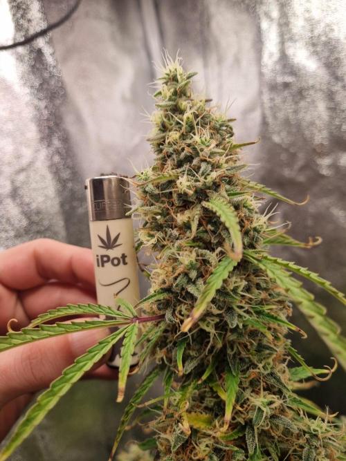 Mango Kush Auto #15 #1. Week 15 - Day 99