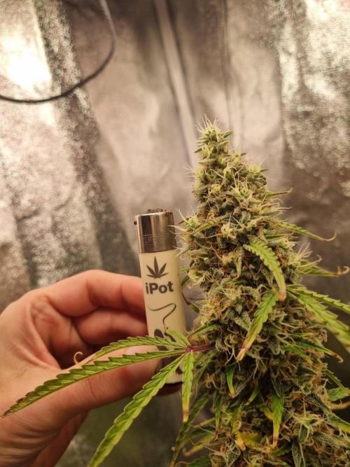 Mango Kush Auto #15 #1. Week 15 - Day 99