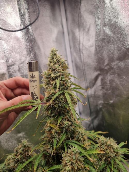 Mango Kush Auto #15 #1. Week 15 - Day 99