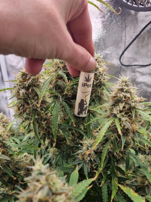 Mango Kush Auto #15 #1. Week 15 - Day 99