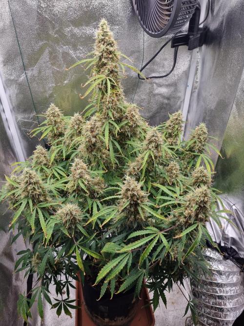 Mango Kush Auto #15 #1. Week 15 - Day 99